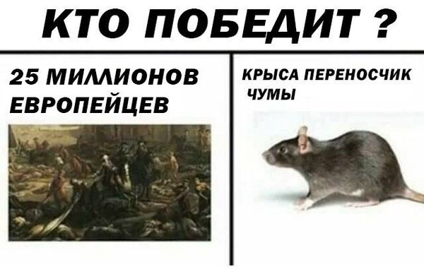 Уничтожение крыс в Новосибирске, цены, стоимость, методы