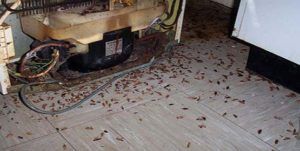 Поморить тараканов в квартире в Новосибирске, цены