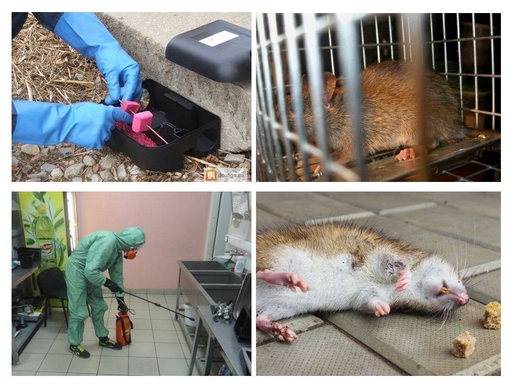 Дератизация от грызунов от крыс и мышей в Новосибирске