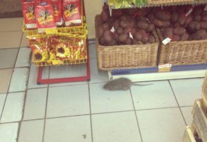 Дезинфекция от грызунов, крыс и мышей в Новосибирске