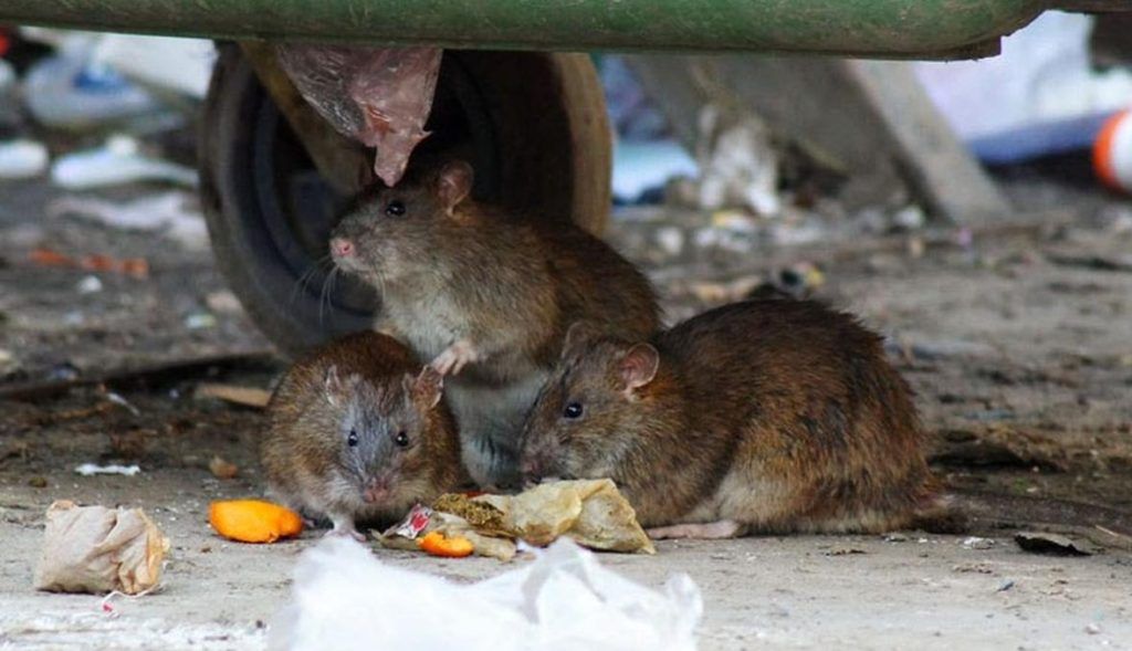 Травить грызунов крыс и мышей в Новосибирске