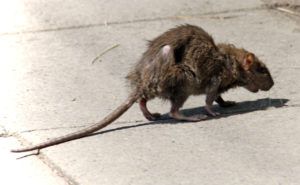 Фирма по уничтожению грызунов, крыс и мышей в Новосибирске