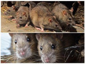 Травить грызунов крыс и мышей в Новосибирске