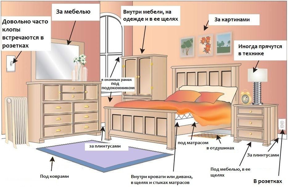 Обработка от клопов квартиры в Новосибирске