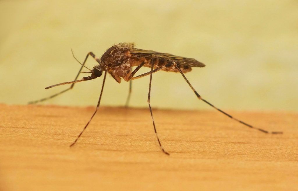 Уничтожение комаров в Новосибирске