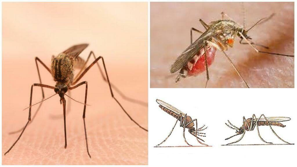 Уничтожение комаров в Новосибирске
