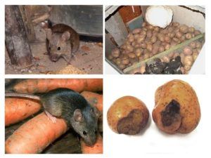 Служба по уничтожению грызунов, крыс и мышей в Новосибирске