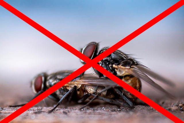 Профессиональное уничтожение мух в Новосибирске с гарантией
