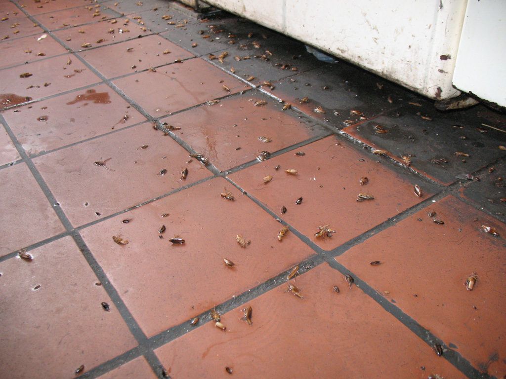 Уничтожение тараканов в квартире в Новосибирске 
