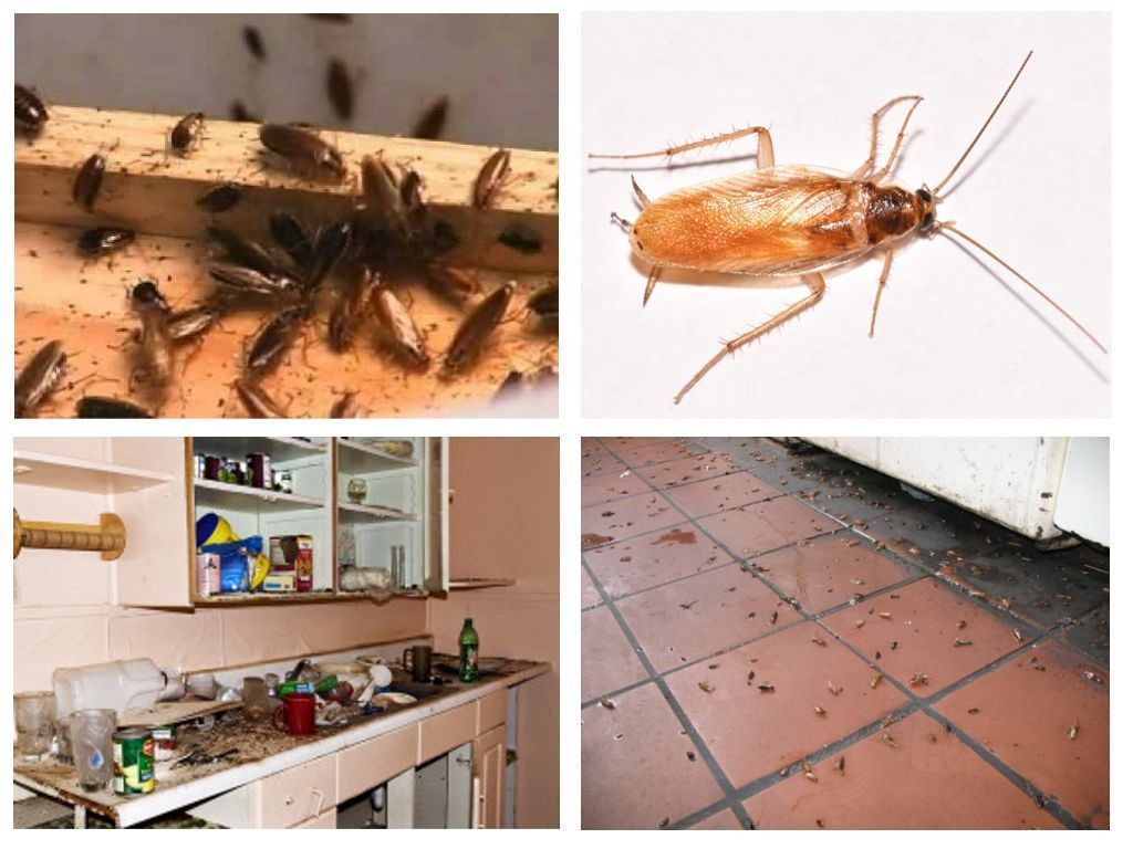 Морить тараканов в квартире в Новосибирске, цены