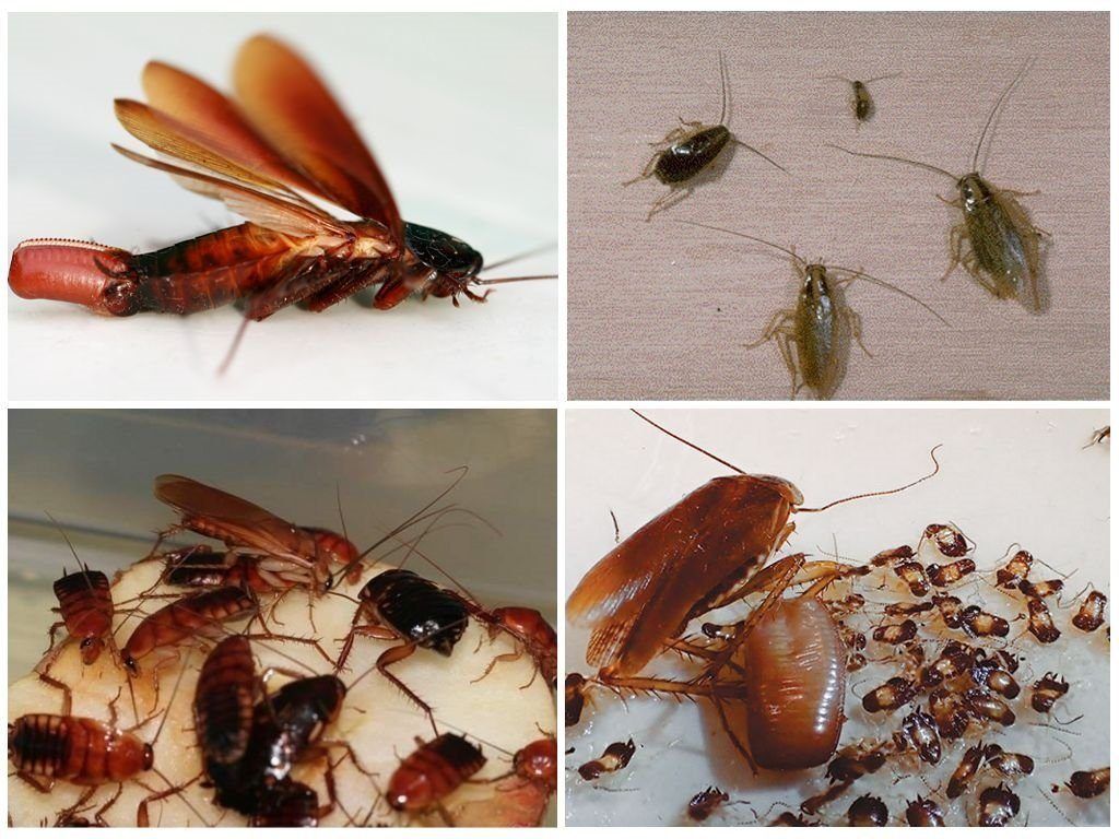 Уничтожение тараканов в квартире в Новосибирске 