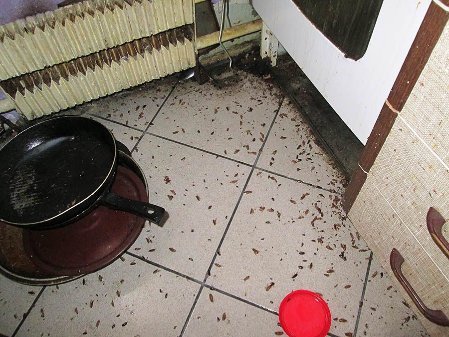 Санэпидемстанция от тараканов в Новосибирске, вызвать, цены